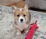 Puppy Wyatt Pembroke Welsh Corgi