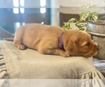Puppy Purple Girl Golden Retriever