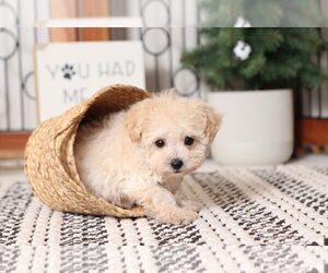 Poodle (Miniature) Puppy for sale in NAPLES, FL, USA