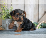 Puppy Flash Yorkshire Terrier