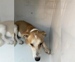Greyhound-Whippet Mix Dogs for adoption in Houston, TX, USA