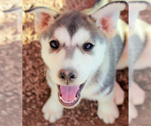 Medium Photo #6 Siberian Husky-Unknown Mix Puppy For Sale in Cedar Crest, NM, USA