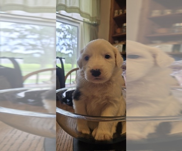 Medium Photo #23 English Shepherd Puppy For Sale in NEW CASTLE, IN, USA