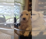 Small Photo #23 English Shepherd Puppy For Sale in NEW CASTLE, IN, USA