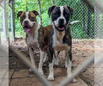 Small #1 Boxer Mix