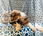 Small Photo #8 Australian Shepherd Puppy For Sale in LAKELAND, FL, USA