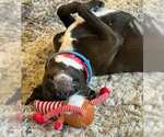 Small #6 Labrador Retriever Mix
