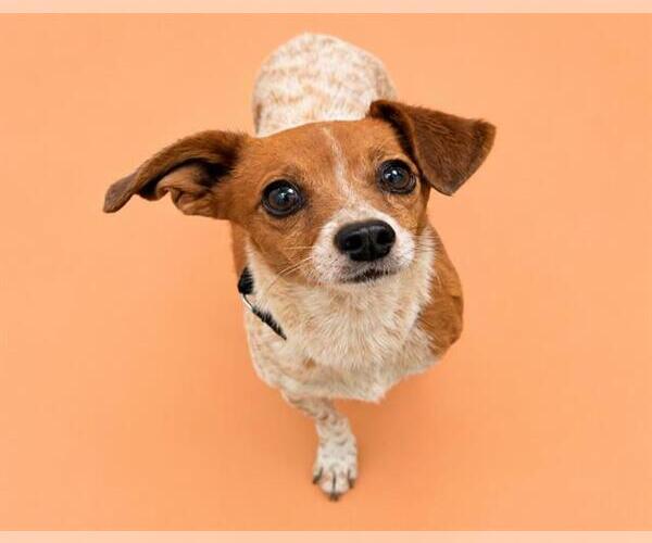 Medium Photo #2 Chihuahua-Unknown Mix Puppy For Sale in HESPERIA, CA, USA