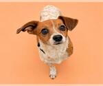 Small #1 Chihuahua Mix
