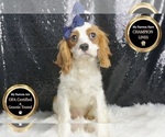 Puppy Duffy UABR Cavalier King Charles Spaniel