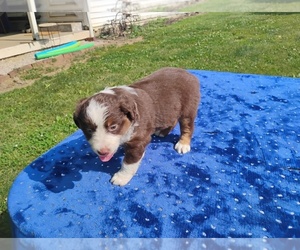 Miniature American Shepherd Puppy for sale in MONTGOMERY CITY, MO, USA