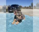 Small Photo #32 French Bulldog Puppy For Sale in CHARLESTON, SC, USA