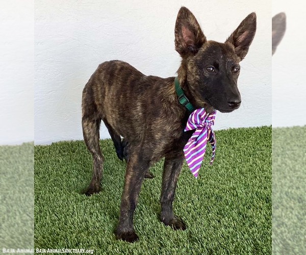 Medium Photo #3 Holland Shepherd-Unknown Mix Puppy For Sale in San Diego, CA, USA