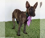 Small #2 Holland Shepherd Mix