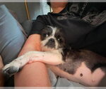 Small #3 Boston Terrier Mix