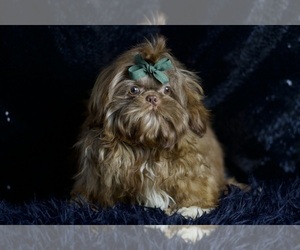 Medium Shih Tzu