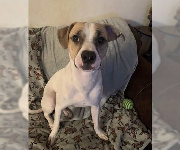Medium Photo #48 Mutt Puppy For Sale in Spring, TX, USA