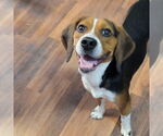 Small #2 Beagle