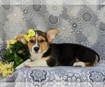 Small Photo #5 Pembroke Welsh Corgi Puppy For Sale in QUARRYVILLE, PA, USA