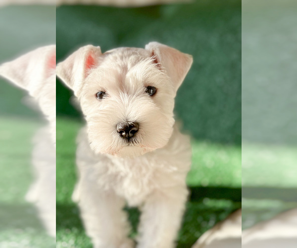 Medium Photo #8 Schnauzer (Miniature) Puppy For Sale in MURRIETA, CA, USA