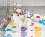 Gus - Male Papitese Puppy for Sale - Photo #7