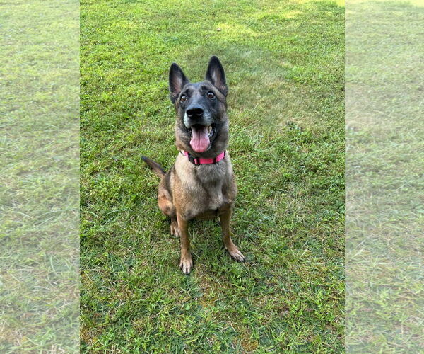 Medium Photo #5 Mutt Puppy For Sale in Stevens Point, WI, USA