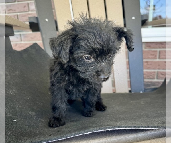 Medium Photo #5 YorkiePoo Puppy For Sale in BREMEN, IN, USA