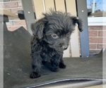 Small #4 YorkiePoo