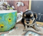 Small #9 Morkie