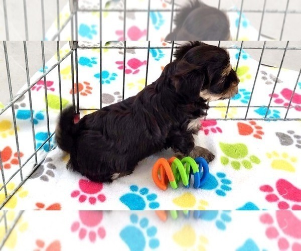 Medium Photo #2 Havashire Puppy For Sale in ORO VALLEY, AZ, USA