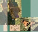 POLLEN - Male Mutt Dog for Adoption - Small photo