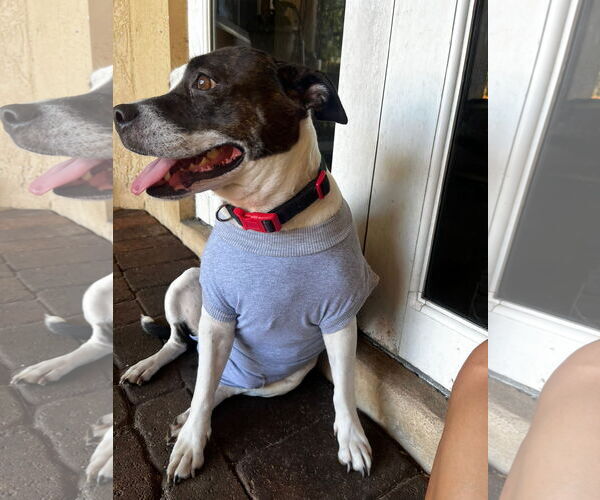 Medium Photo #4 Mutt Puppy For Sale in Miami, FL, USA