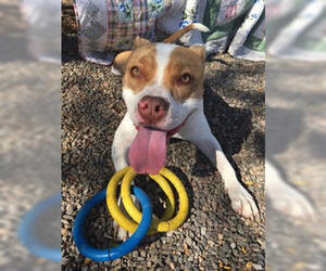 Chip - Female Bulldog-Unknown Mix Dog for Adoption - Photo #2