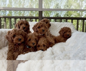 Goldendoodle (Miniature) Puppy for Sale in RANDOLPH, Wisconsin USA