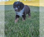 Small Photo #3 Australian Shepherd Puppy For Sale in DAVENPORT, WA, USA