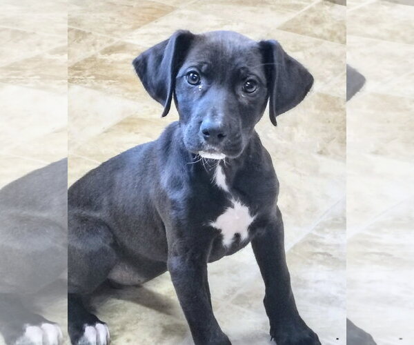 Medium Photo #1 Labrador Retriever-Unknown Mix Puppy For Sale in Raleigh, NC, USA