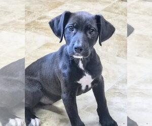 Labrador Retriever-Unknown Mix Dogs for adoption in Raleigh, NC, USA