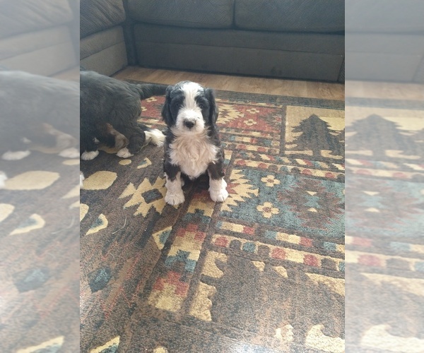 Medium Photo #23 Bernedoodle Puppy For Sale in CALHAN, CO, USA