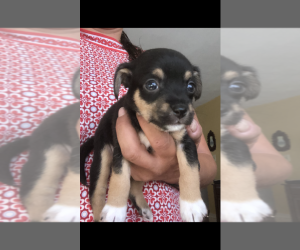 Medium Photo #1 Cheenese Puppy For Sale in SALEM, NH, USA