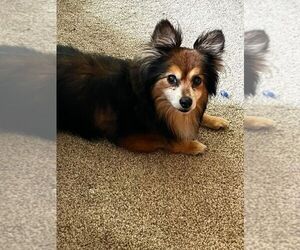 Mocha - Male Pomeranian-Unknown Mix Dog for Adoption - Photo #3