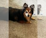 Small Photo #3 Pomeranian-Unknown Mix Puppy For Sale in Aurora, IN, USA
