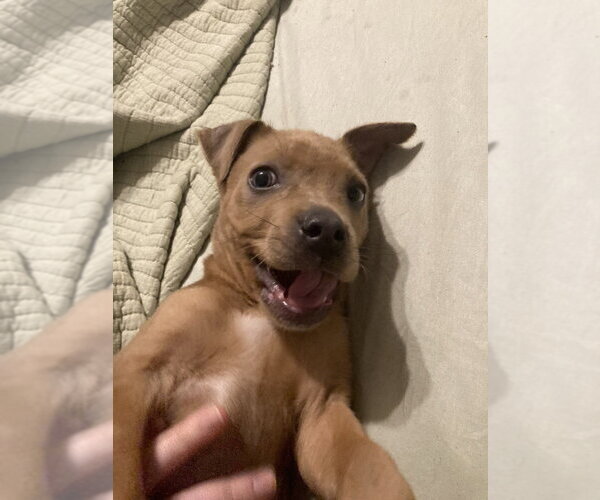 Medium Photo #3 Mutt Puppy For Sale in Aurora, IN, USA