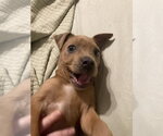 Small #2 Mutt