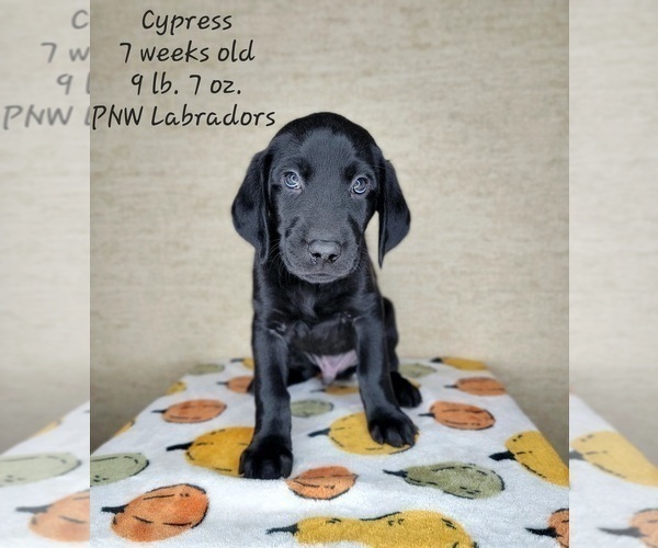 Medium Photo #4 Labrador Retriever Puppy For Sale in ROGUE RIVER, OR, USA