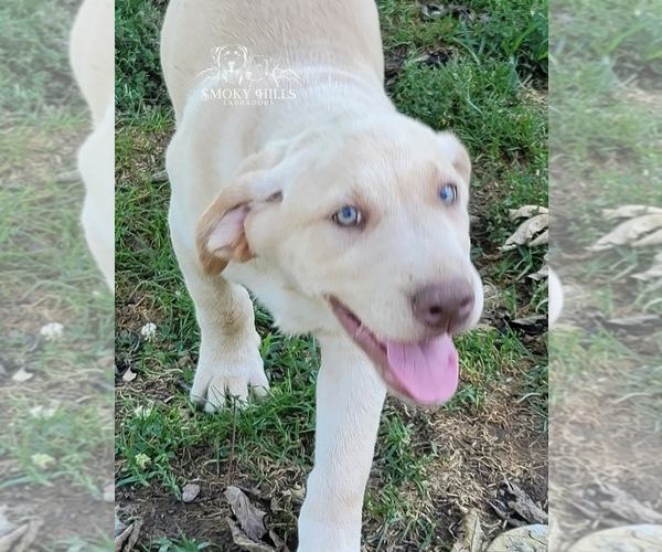 Medium Photo #15 Labrador Retriever Puppy For Sale in POCAHONTAS, IL, USA
