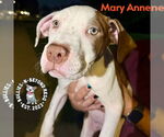 Small #1 Staffordshire Bull Terrier