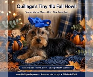 Morkie Puppy for sale in TAYLOR, TX, USA
