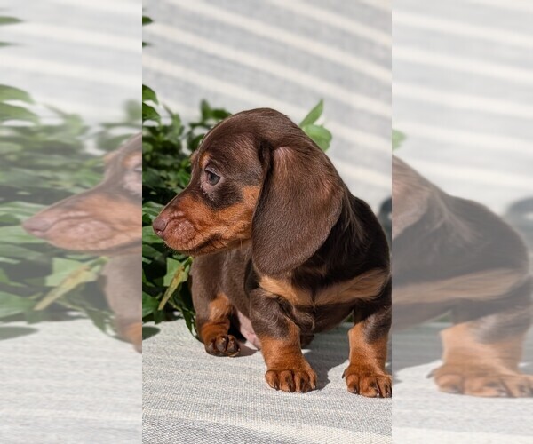 Medium Photo #35 Dachshund Puppy For Sale in GOSHEN, IN, USA