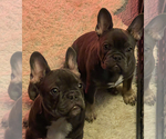Small Photo #6 French Bulldog Puppy For Sale in CHENOIS CREEK, WA, USA