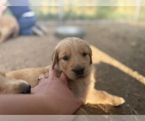 Golden Retriever Puppy for Sale in DE BEQUE, Colorado USA